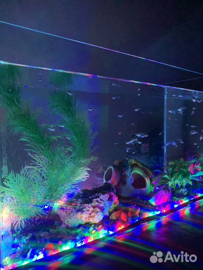 Аквариум с рыбками