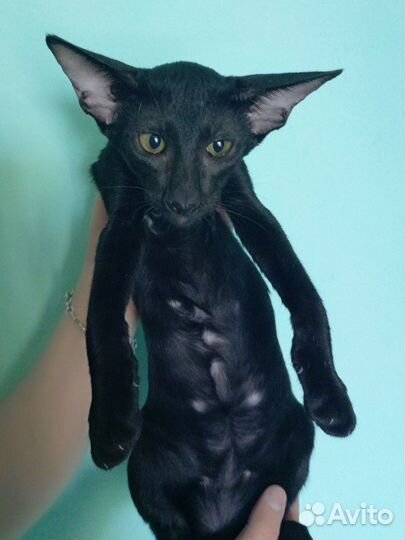 Черный красавчик папа экстрим