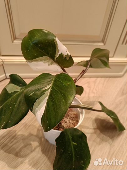 Ароидные:Эпипремнум,монстера,филодендроны