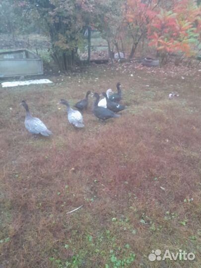 Утки и индотки