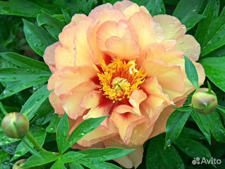 Пионы Ито гибриды