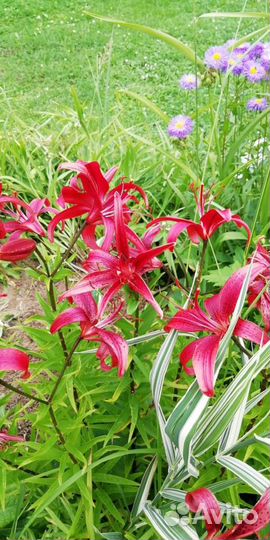 Многолетние цветы - Лилии