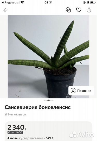 Сансевиерия бонселенсис