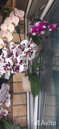 Кашпо керамическое подвесное