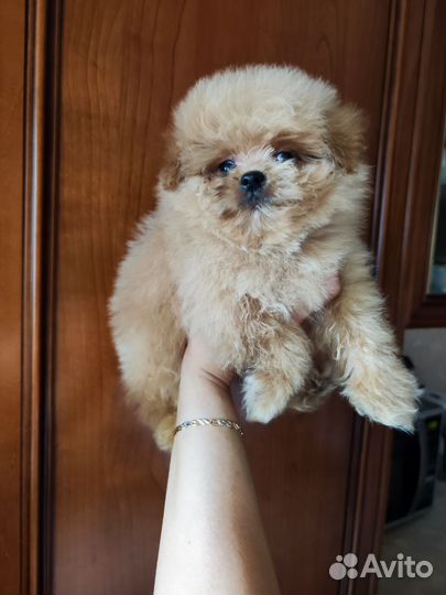 Щенки мальтипу