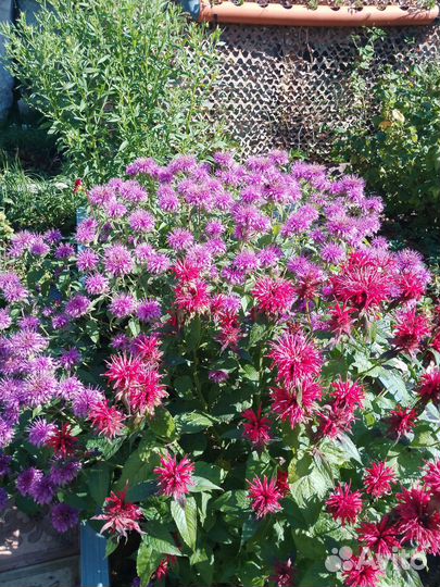 Флоксы, монарда, ромашки