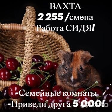 Упаковщик. Вахта сидя. Прямой работодатель