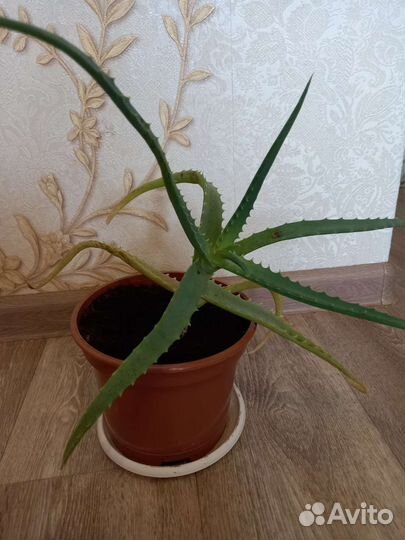 Алоэ лечебный