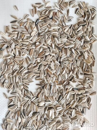 Семена подсолнечника