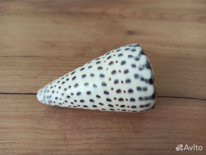 Морская раковина