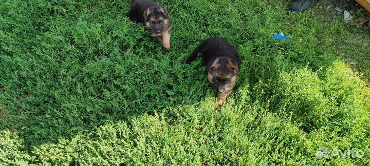 Щенки немецкой овчарки