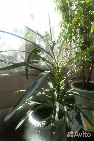 Пальмы и большие цветы