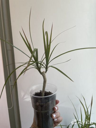 Пальма драцена Маргината