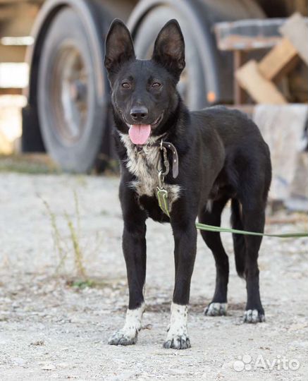 Найдена собака