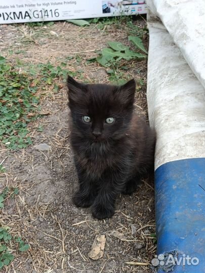 Котята в добрые руки бесплатно