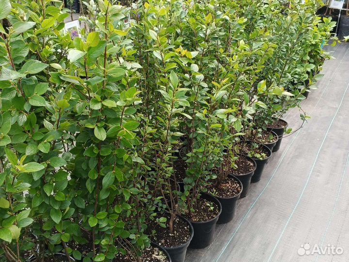 Кизильник блестящий