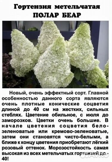 Гортензия метельчатая Полярный Медведь