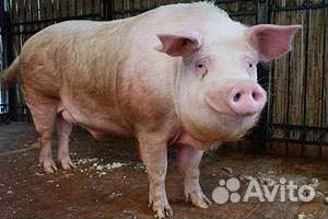 Продам хряка на племя