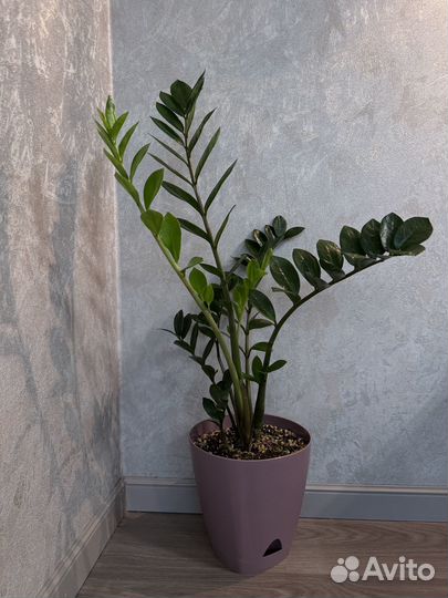 Продам Замиокулькасы