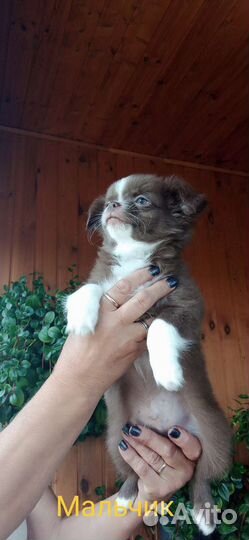 Щенки чихуахуа длинношерстные