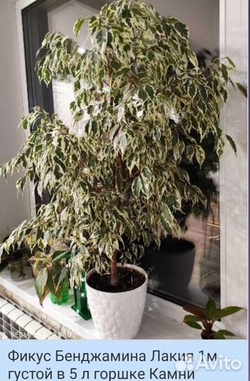 Фикус бенджамина пестролистный Лакия и Бафт