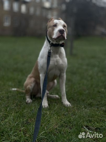 Американский питбультерьер вязка