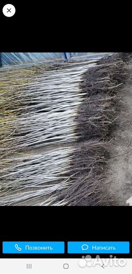 Саженцы грецкого ореха идеал