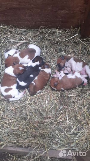 Фокстерьер