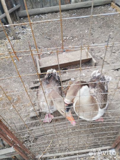 Продам гусей