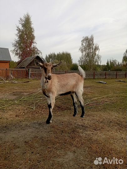Козочка