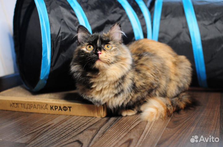 Котенок ищет семью