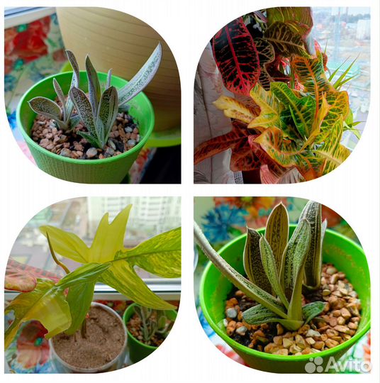 Домашние растения. Редкие