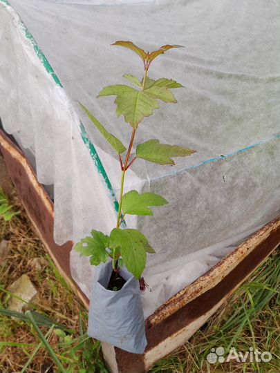 Декоративные саженцы