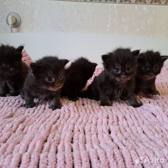 Кошки мейн-кун
