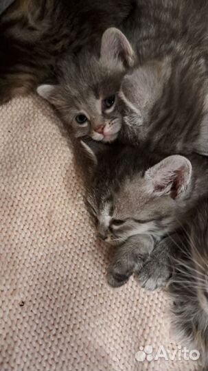 Детки в добрые руки