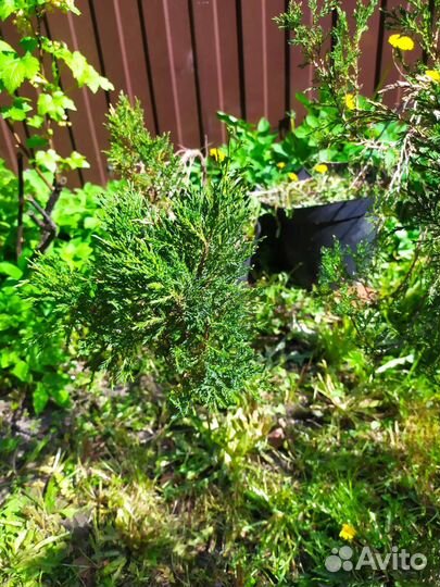 Можжевельник