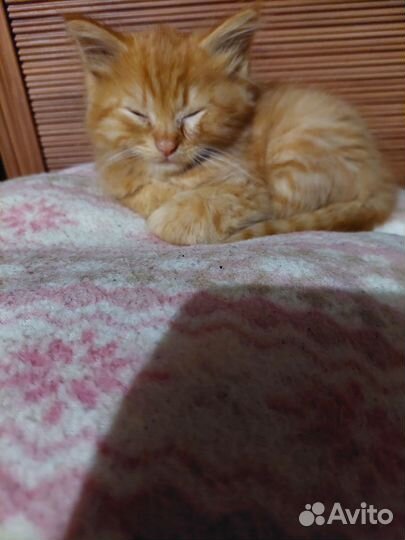Рыженький котейка в добрые руки
