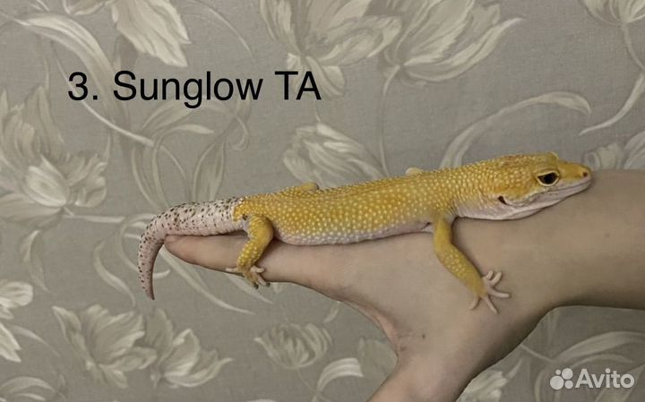 Эублефар гекон