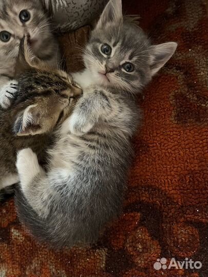 Котята в добрые руки