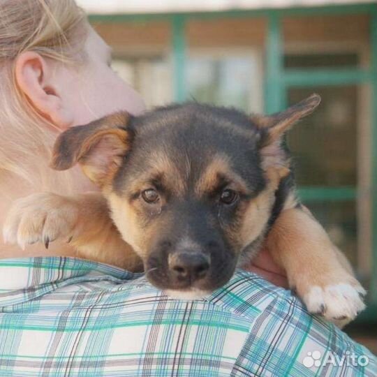Щенок девочка 2мес в добрые руки