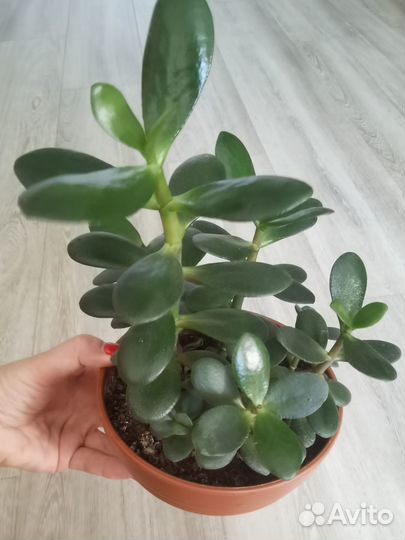 Денежное дерево