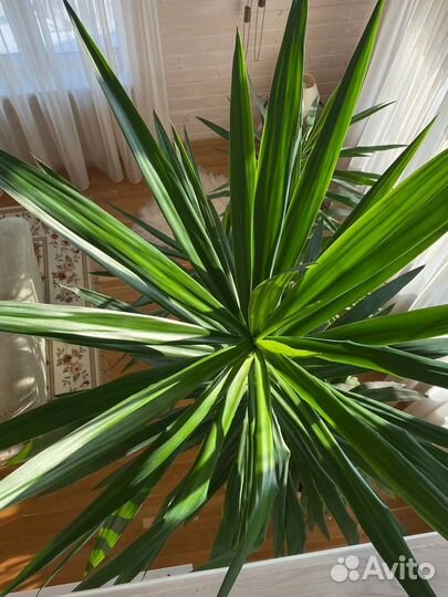 Пальма Юкка 3,7 м