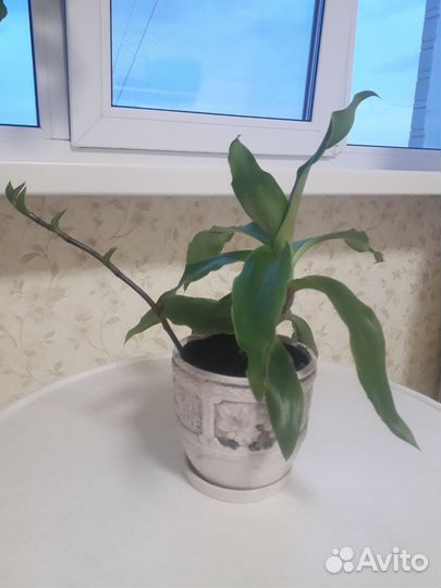 Золотой ус