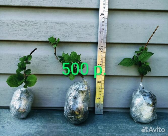 Гортензия крупнолистная саженцы