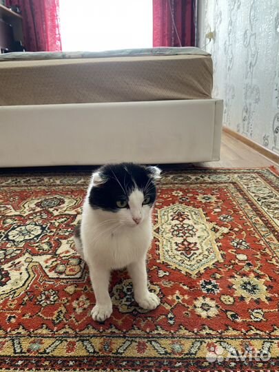 Отдадим кота в добрые руки