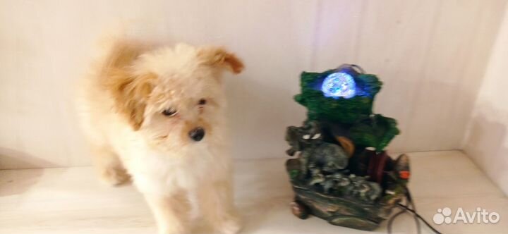 Щенок пудель шпиц