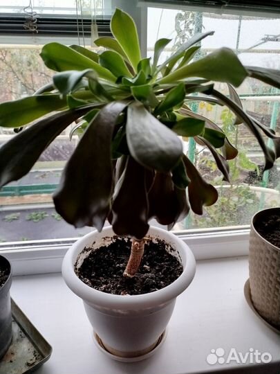 Комнатные цветы