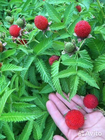 Тибетская малина