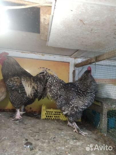 Бараны.Козы.Куры.Утята.Цыплята