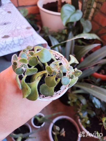 Аихризон дерево любви